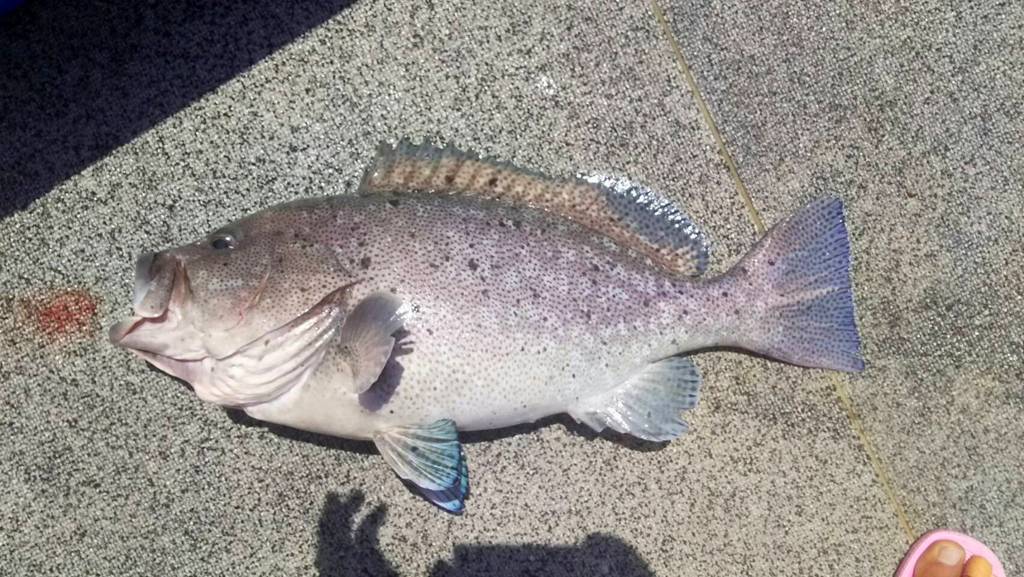 ライズ石垣島でこんな魚ちゃん釣れちゃった図鑑17 石垣島シュノーケル マリンスポーツ専門 幻の島 青の洞窟 ライズ石垣島