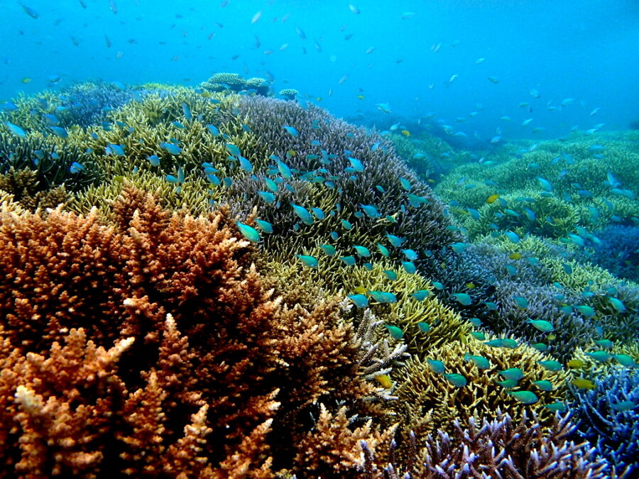 石西礁湖の水中景色。たくさんの枝サンゴや熱帯魚が泳いでいます